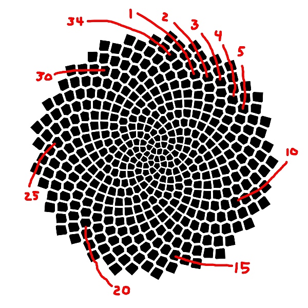 The red lines show 34 spirals of seeds.