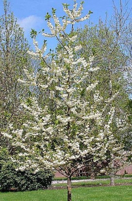 silverbell_tree