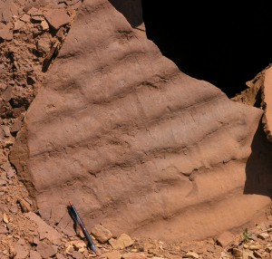 Ripple_marks_in_Moenkopi_Formation_rock_off_of_Capitol_Reef_Scenic_Drive