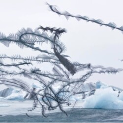 "Ornithography #102" by Xavi Bou