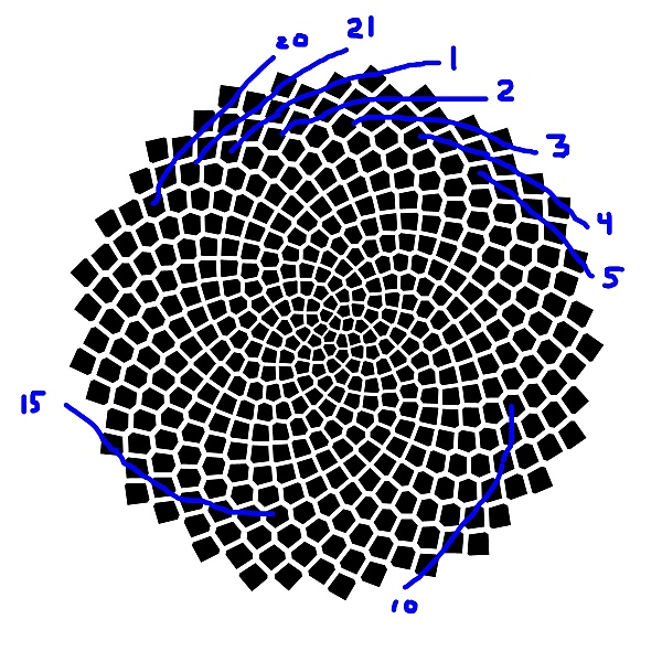 And choosing a very shallow slope, the blue lines show 21 spirals of seeds.