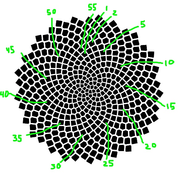 Choosing another slope, the green lines show 55 spirals of seeds.