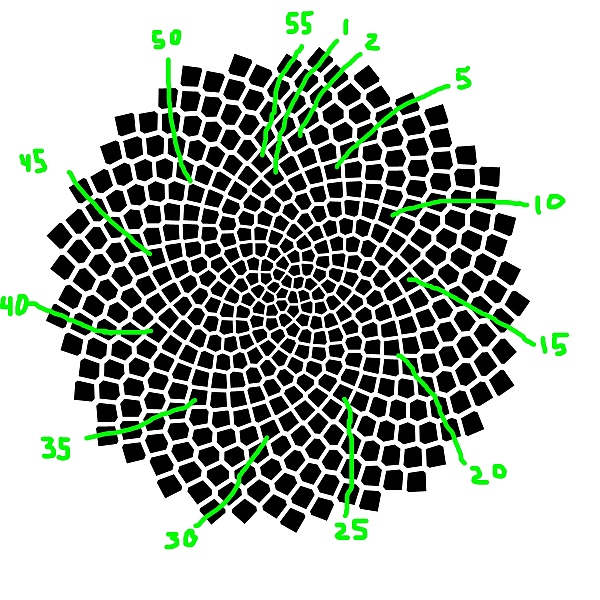 fibonacci spirals in space