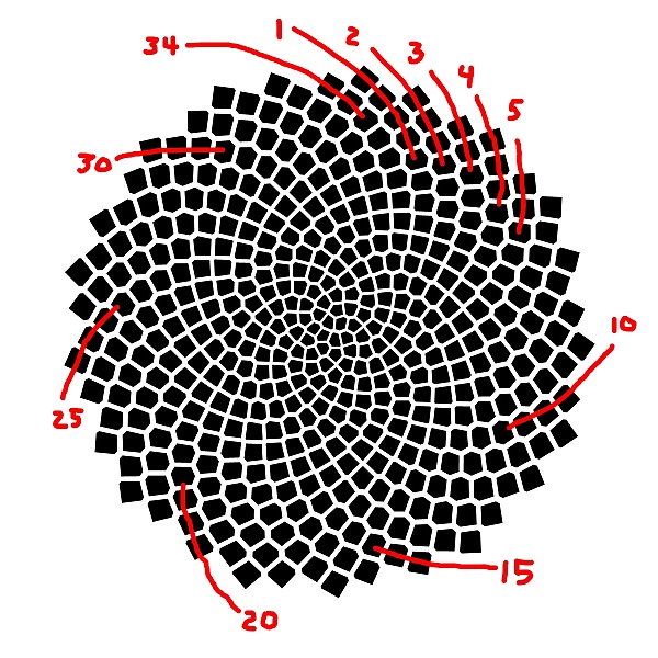 fibonacci sequence spiral